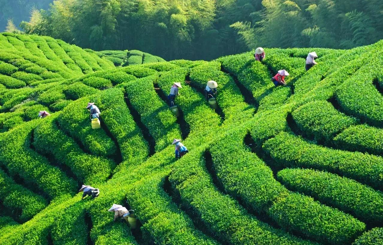 從達(dá)沃斯到“東方茶都”：對(duì)標(biāo)瑞士小鎮(zhèn)轉(zhuǎn)型，擘畫(huà)“十五五”中國(guó)茶產(chǎn)業(yè)縣域高質(zhì)量發(fā)展新藍(lán)圖